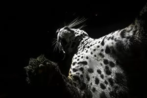 Animal Feet Gallery: Low angle view of Jaguar (Panthera onca) patrolling its territory at night, La Papalota, Nayarit