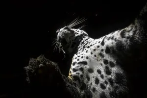 Feet Prints: Low angle view of Jaguar (Panthera onca) patrolling its territory at night