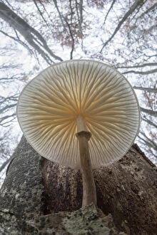 Low angle view of Porcelain fungus (Oudemansiella mucida) growing on a dead Beech tree