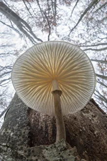 Images Dated 2015 October: 31 Oct 2015 Collection