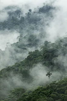 Low clouds over trees in cloud forest landscape, Pinas, El Oro, Ecuador, March 2015