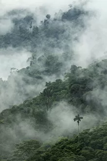 Montane Forest Collection: Low clouds over trees in cloud forest landscape, Pinas, El Oro, Ecuador, March 2015