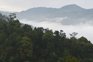 Yunnan Province Prints: Low lying mist / fog over rainforest, morning in Sudian, Tongbiguan Nature Reserve