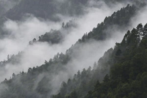 Low lying morning mist over forested mountains, at Ta Cheng Nature reserve, Yunnan