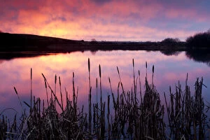 Lower Tamar Lake, colopurful sunrise, reflections and reeds, North Cornwall / Devon border, UK