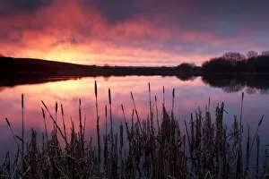 Lower Tamar Lake, at sunrise, reflections and reeds, north Cornwall / Devon border, UK