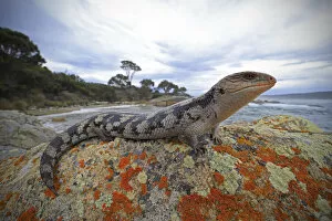 Images Dated 24th February 2016: Lowland blotched blue-tongue (Tiliqua nigrolutea) on a coastal bluff in the Bay of
