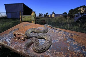 March 2021 Highlights Collection: Lowland copperhead snake (Austrelaps superbus) male basking on rusty trailer