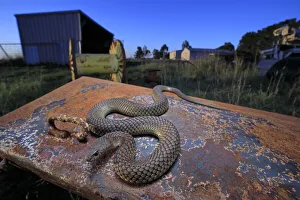 Elapid Prints: Lowland copperhead snake (Austrelaps superbus) male basking on rusty trailer