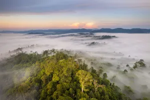 Danum Valley Prints: Lowland dipterocarp rainforest, with huge Tualang (Tapang