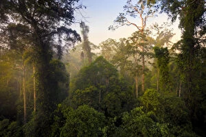 Images Dated 13th May 2011: Lowland dipterocarp rainforest canopy at dawn. Danum Valley, Sabah, Borneo, May 2011