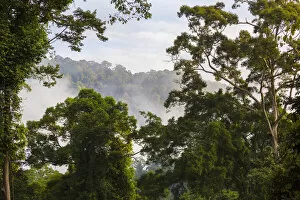 July 2021 Highlights Gallery: Lowland dipterocarp rainforest at dawn, Danum Valley, Sabah, Borneo