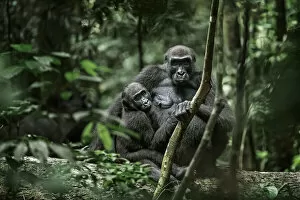 April 2022 highlights Gallery: Lowland gorilla (Gorilla gorilla) mother and young in forest, Loango National Park, Gabon. January