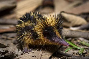Lowland Streaked Tenrec (Hemicentetes semispinosus) active on forest floor at night
