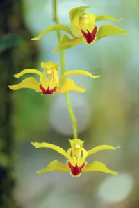 Lows cymbidium (Cymbidium lowianum) endemic tree orchid, Gaoligongshan NP, Yunnan province Lows cymbidium (Cymbidium lowianum) endemic tree orchid, Gaoligongshan NP, Yunnan province