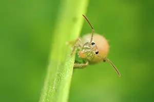 Meadow Prints: Lucerne flea (Sminthurus viridis) resting on a blade of grass in a meadow