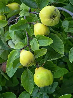Foliage Prints: Ludovic quince (Cydonia oblonga) fruit on tree. September