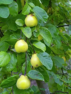 Foliage Prints: Ludovic quince (Cydonia oblonga) fruit on tree. September