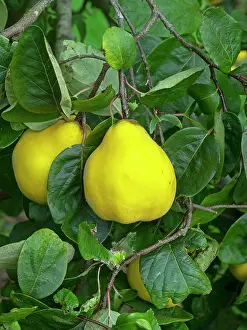 Foliage Prints: Ludovic quince (Cydonia oblonga) fruit on tree, October