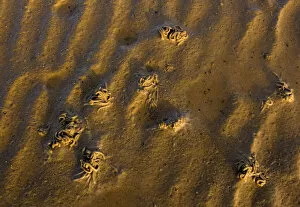 Lugworm (Anericola marina) casts on sand, Japsand, Schleswig-Holstein Wadden Sea National Park