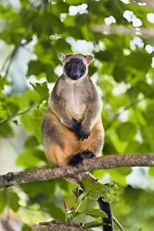 Lumholtzs Tree-kangaroo (Dendrolagus lumholtzi) sitting on branch in rainforest