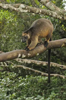 Lumholtzs Tree Kangaroo (Dendrolagus lumholtzi) male perched on tree branch