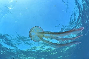 Coelentrerata Collection: Luminescent jellyfish / Mauve stinger (Pelagia noctiluca) in open water, Gozo Island, Malta