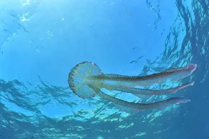 Luminescent jellyfish / Mauve stinger (Pelagia noctiluca) in open water, Gozo Island, Malta
