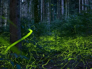 Luminous, glowing light tracks from male Fireflies (Lamprohiza splendidula) in the forest at dusk, Bavaria, Germany