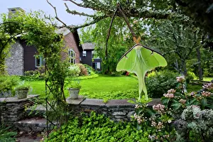 Ericales Prints: Luna moth (Actias luna) male, resting on an old Mountain laurel shrub (Kalmia latifolia) in a garden
