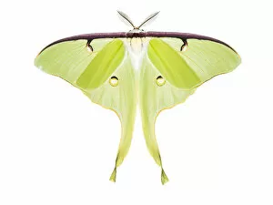 Images Dated 16th June 2014: Luna moth (Actias luna), photographed on white. New Brunswick, Canada, June