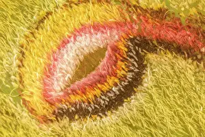 Cryptic Prints: Luna moth (Actias luna) wing detail - wing scales forming eye spot