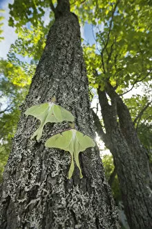 Actias Gallery: Luna moths (Actias luna) New Brunswick, Canada, June