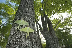 Actias Gallery: Luna moths (Actias luna) New Brunswick, Canada, June