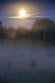 Lunar halo a forest with light mist, Kemeri National Park, Latvia, June 2009