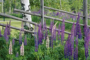 Flowers Prints: Lupins {Lupinus nootkatensis} in flower by birch tree trunk, Sweden, summer, Scandinavia