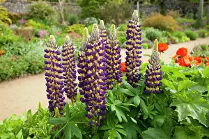 Legume Prints: Lupins (Lupinus sp.) in flower, La Seigneurie Gardens, Sark, Channel Islands. June