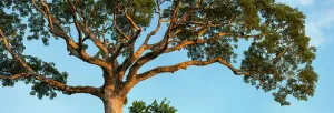 Mallow Prints: Lupuna tree (Chorisia insignis) in lowland rainforest