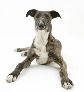 Lurcher dog, Kite, lying with head up, against white background