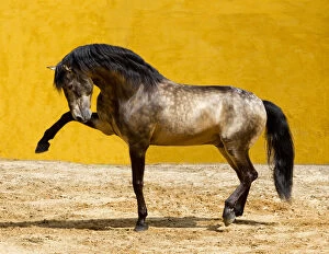 Horses & Ponies Collection: Lusitano horse, dun stallion pawing the ground, Portugal, May 2011