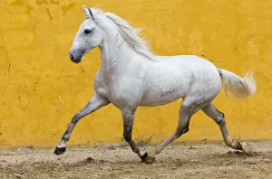 Horses & Ponies Gallery: Lusitano horse, grey stallion trotting, Portugal