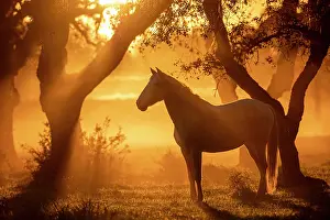Portugal Prints: Lusitano horse standing in field at sunset