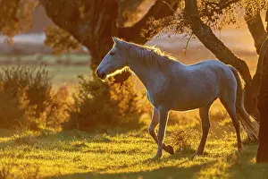 Portugal Prints: Lusitano horse walking in field at sunset