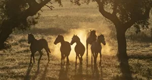 Lusitano horses, five young stallions playing between trees in pasture