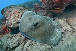 Rays Prints: Lutz's stingray (Hypanus berthalutzae) resting on seabed