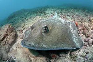 Rays Prints: Lutz's stingray (Hypanus berthalutzae) resting on seabed