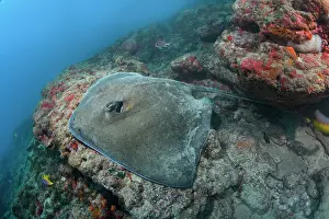 Rays Prints: Lutz's stingray (Hypanus berthalutzae) resting on underwater rock ledge