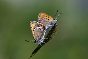 Images Dated 28th June 2008: Lycaenid butterflies mating, Mount Cheget, Caucasus, Russia, June 2008