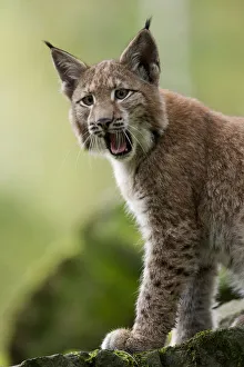 Lynx (Lynx lynx) cub calling. Hannau, Germany, September. Captive