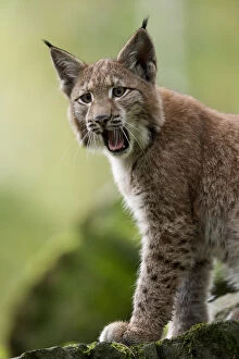 Animal Ear Gallery: Lynx (Lynx lynx) cub calling. Hannau, Germany, September. Captive